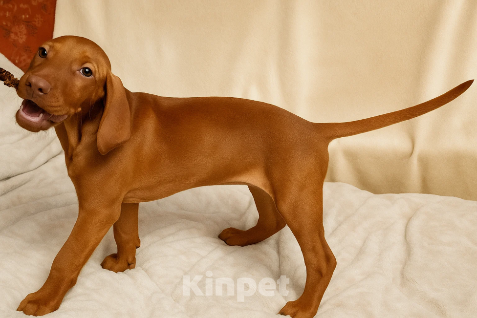 Собаки в Нижнем Новгороде: Щенок выжлы Мальчик, Бесплатно - фото 5