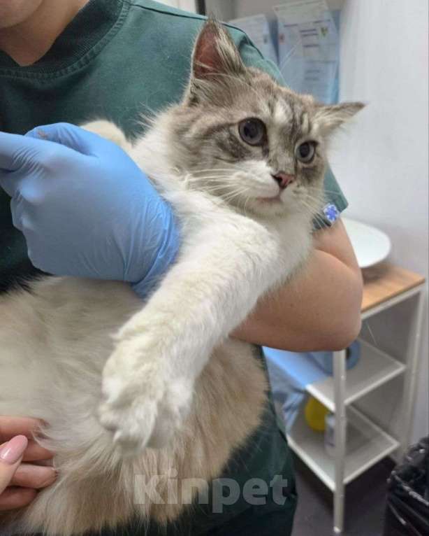 Кошки в Москве: Тайского кота нашли на улице 🆘️ Срочный поиск дома! Мальчик, Бесплатно - фото 3