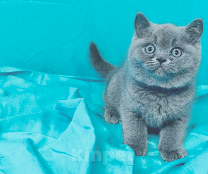 Кошки в Санкт-Петербурге: Продаются британские котята в разведение и как домашний любимец Разнополые, Бесплатно - фото 3