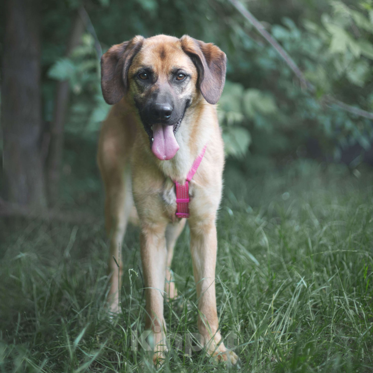 Собаки в Москве: Лаванда Девочка, Бесплатно - фото 3