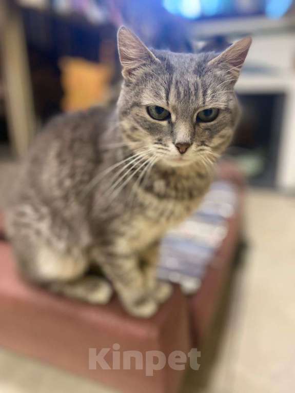 Кошки в Москве: Очень ласковая кошечка Стефани мечтает о доме Девочка, Бесплатно - фото 3