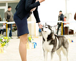 Собаки в Астрахани: Кобель хаски Мальчик, 1 руб. - фото 7