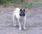 Собаки в Казани: Американская Акита вязка, 52 руб. - фото 4