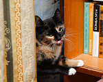 Кошки в Красном Холме: Ирма - яркая "трëхцветка", 33 руб. - фото 4