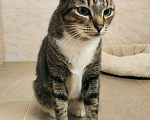 Кошки в Калязине: Зеленоглазая мордатая кошечка в дар добрые руки, Бесплатно - фото 4