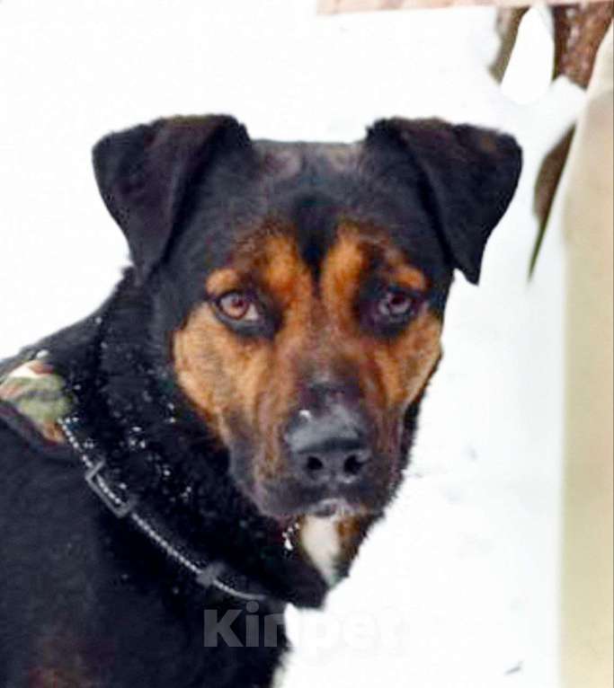 Собаки в Домодедово: Щенок Тим в добрые руки Мальчик, Бесплатно - фото 3