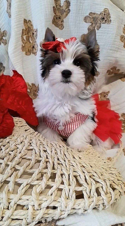 Собаки в Москве: Очень красивая девочка бивер терьер Девочка, Бесплатно - фото 1