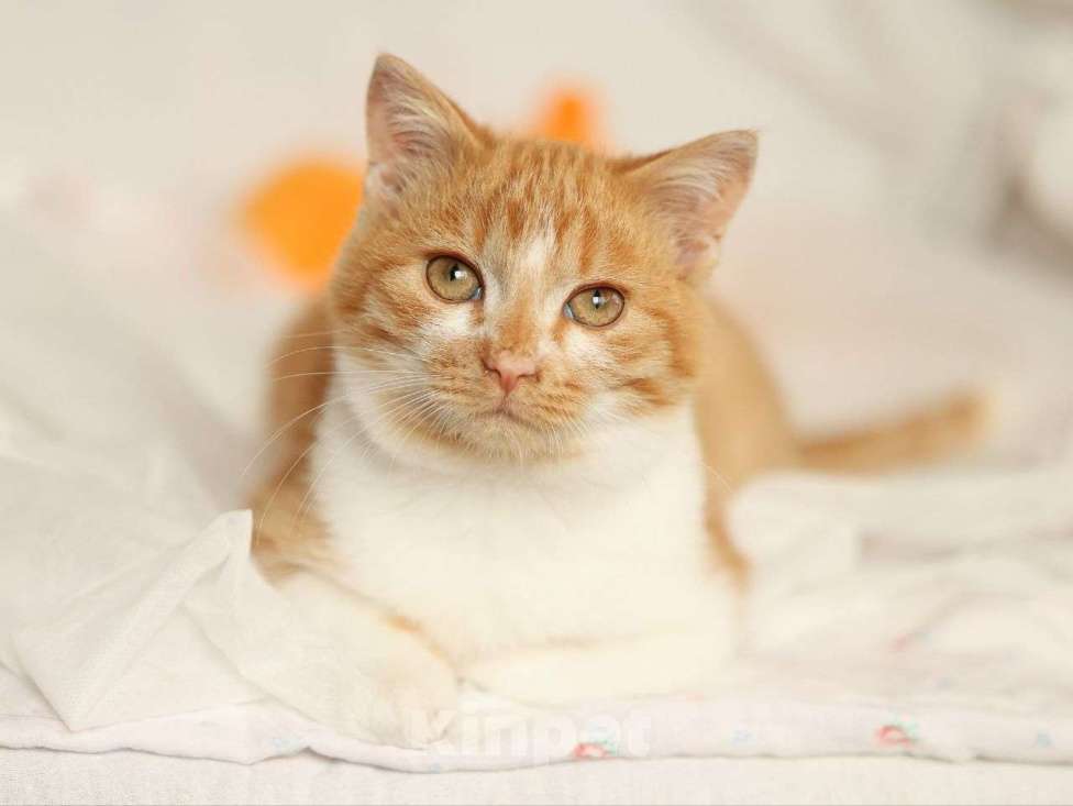 Кошки в Москве: Рыжий котенок в добрые руки  Мальчик, Бесплатно - фото 1