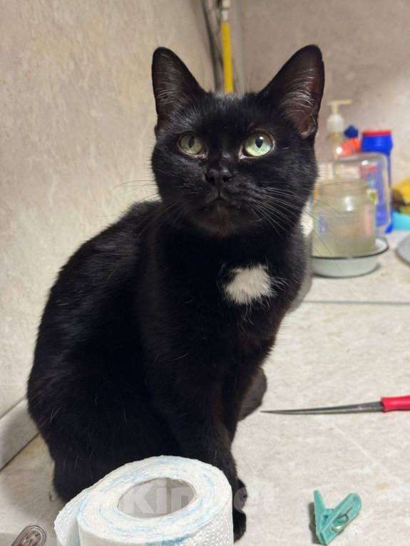 Кошки в Калуге: Кошка Девочка, Бесплатно - фото 1