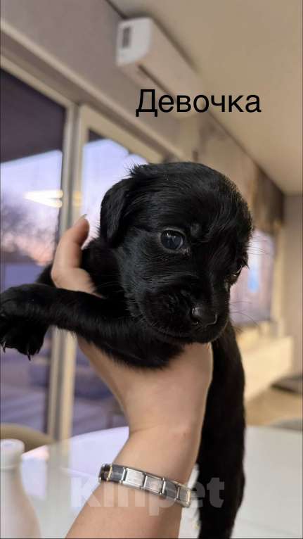 Собаки в Хадыженске: Продам щенят лабрадоров Мальчик, 15 000 руб. - фото 2