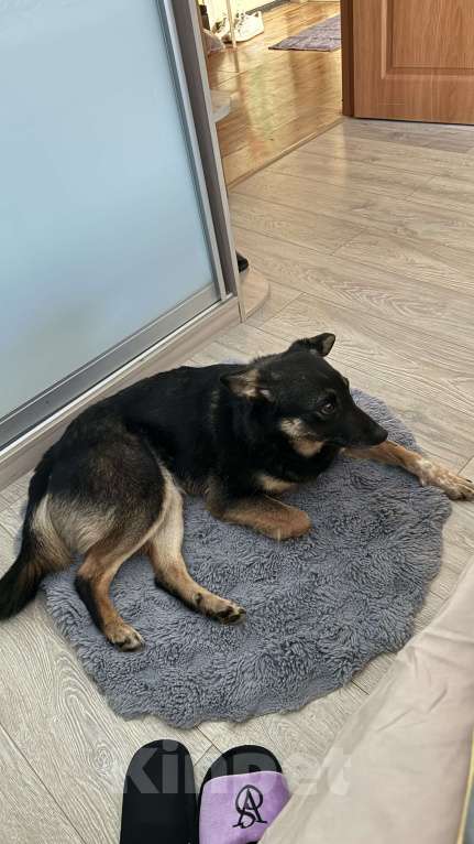 Собаки в других городах Московской области: Энергичная Джулия ищет дом Девочка, Бесплатно - фото 9