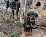 Собаки в Краснодаре: Щенки ротвейлера  Мальчик, 70 000 руб. - фото 5
