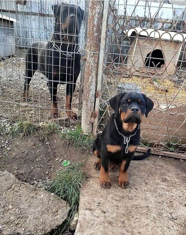 Собаки в Краснодаре: Щенки ротвейлера  Мальчик, 70 000 руб. - фото 5