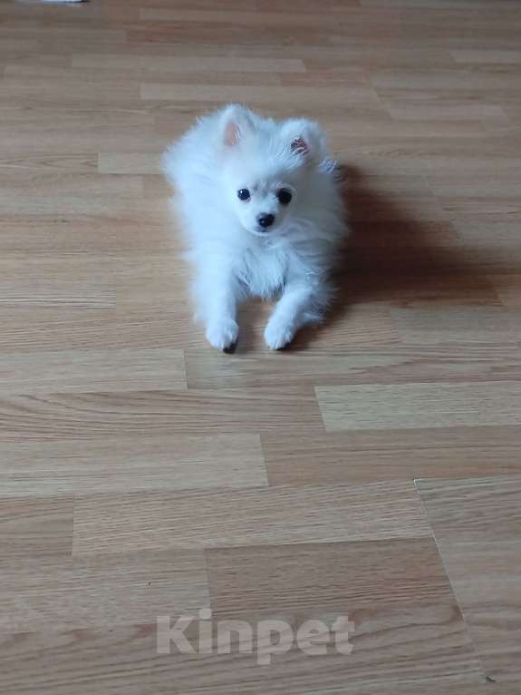 Собаки в Уфе: Продаю щенка Девочка, Бесплатно - фото 3