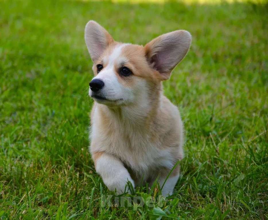 Собаки в Москве: Корги Мальчик, 49 999 руб. - фото 4