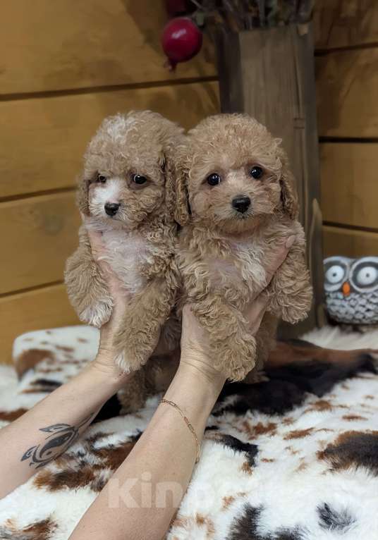 Собаки в Москве: Мальтипу мальчик Мальчик, 80 000 руб. - фото 1