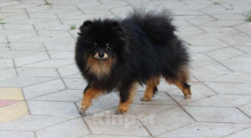 Собаки в Краснодаре: Вязка шпица, 5 000 руб. - фото 1