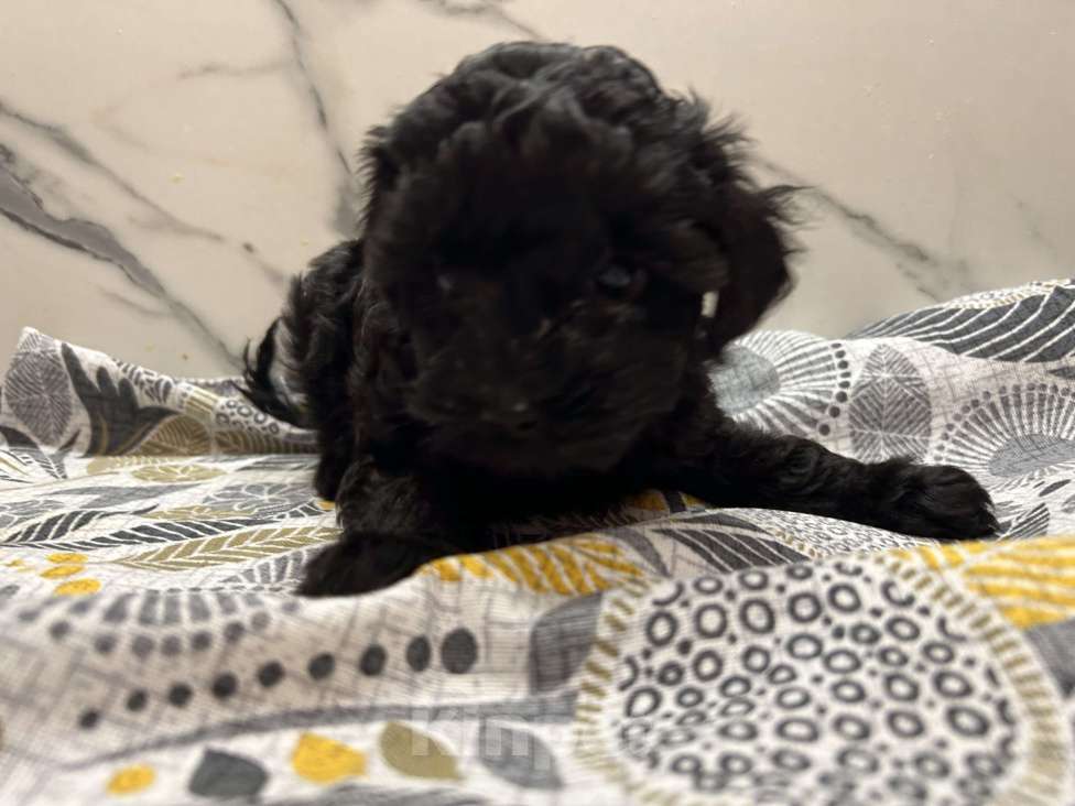 Собаки в Москве: Пудель  Девочка, 45 000 руб. - фото 1