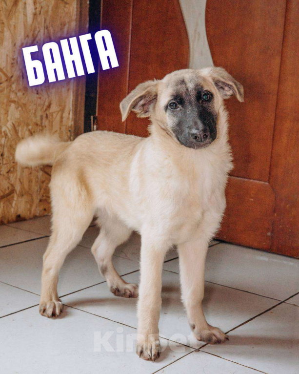 Собаки в Москве: "Ну, вы понимаете, они растут - а мест у нас нет" Девочка, Бесплатно - фото 4