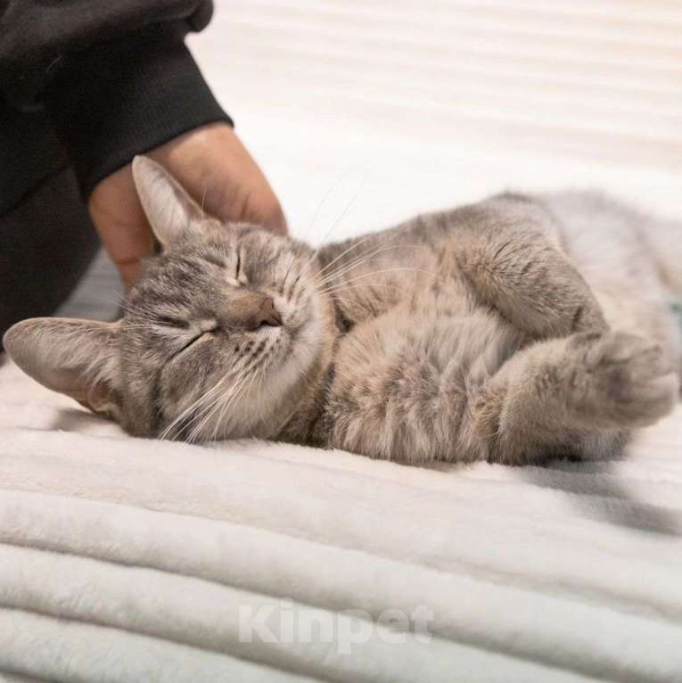 Кошки в Москве: Ласковая Соня живет одна без человека в пустой квартире Девочка, Бесплатно - фото 2