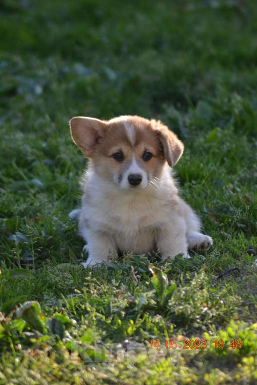 Собаки в Москве: ЯРОМИР Мальчик, 65 000 руб. - фото 2