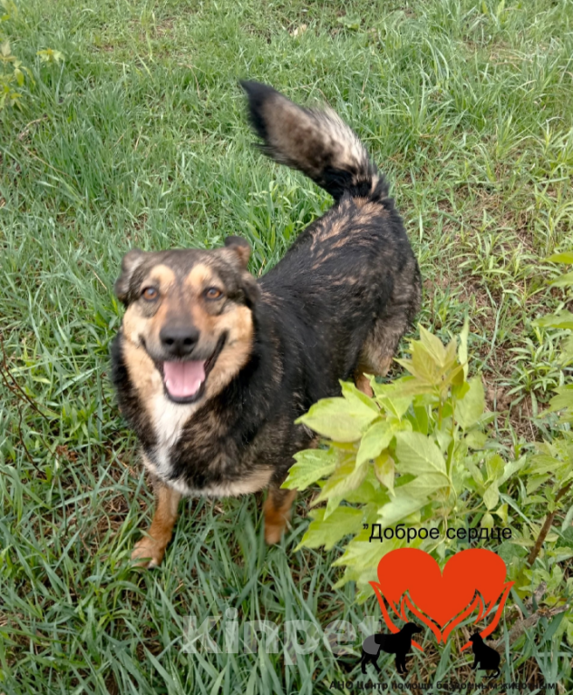 Собаки в Тамбове: Пропала Баунти Девочка, 5 000 руб. - фото 4