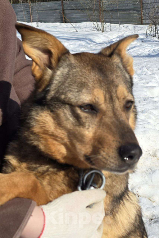 Собаки в Королеве: Милая девочка Гера ищет дом! Девочка, Бесплатно - фото 9