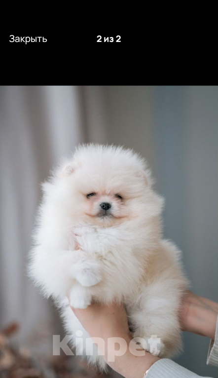 Собаки в Самаре: Щенки померанского шпица Девочка, 120 000 руб. - фото 1