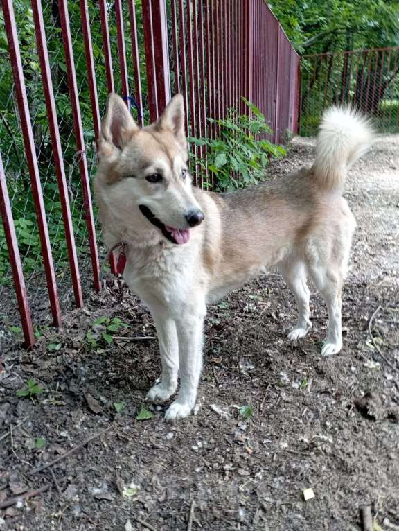 Собаки в Москве: Жасмин Девочка, 300 руб. - фото 4