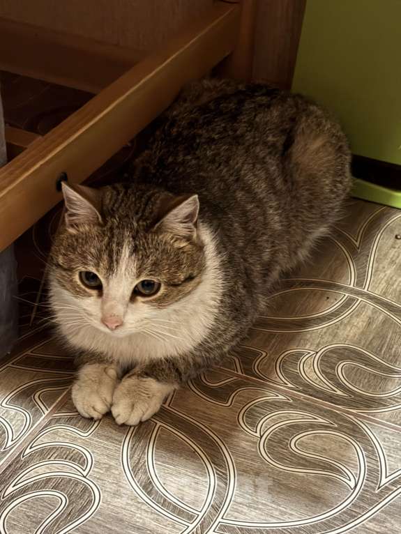 Кошки в Санкт-Петербурге: Отдам очаровательного кота в добрые руки  Мальчик, Бесплатно - фото 1