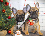 Собаки в Нижнем Новгороде: Французский бульдог Мальчик, Бесплатно - фото 1