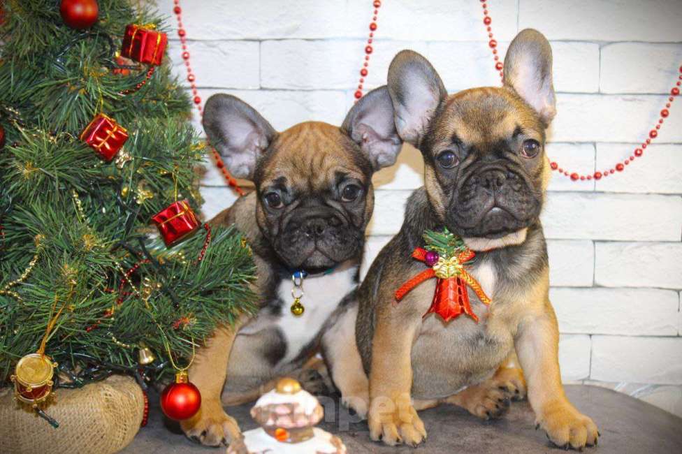 Собаки в Нижнем Новгороде: Французский бульдог Мальчик, Бесплатно - фото 1
