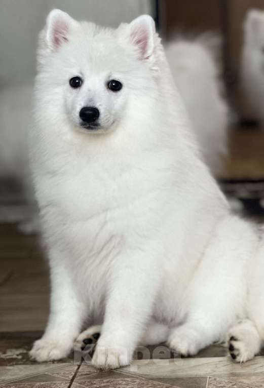 Собаки в Москве: Кавай Милая  Из Воронцовского Дворца  Девочка, 70 000 руб. - фото 1