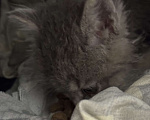 Кошки в Лиски: Котенок в добрые руки  Мальчик, Бесплатно - фото 1