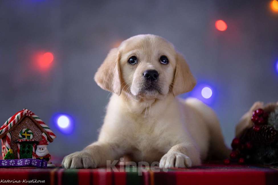 Собаки в Москве: Щенок лабрадора  Девочка, 80 000 руб. - фото 4