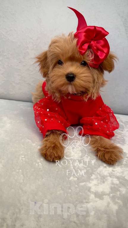 Собаки в Москве: Мини девочка мальтипу F1 Royalty Fam Isabell Девочка, Бесплатно - фото 7