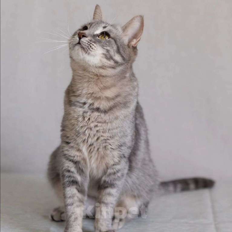 Кошки в Москве: Венеция вернется в жуткую квартиру Девочка, Бесплатно - фото 4