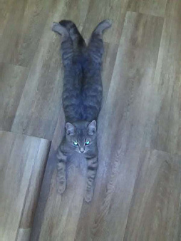 Объявление: Помогите найти кошку, 1 руб., Кемерово