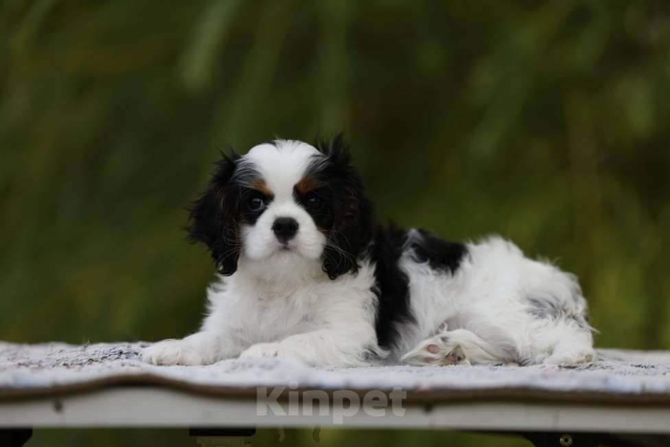 Собаки в Москве: Анса Перл Нуар Девочка, 90 000 руб. - фото 3