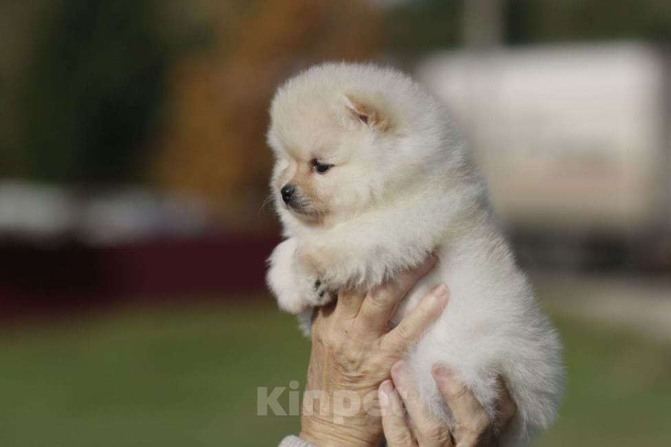 Собаки в Москве: Померанский шпиц, девочка Девочка, Бесплатно - фото 4