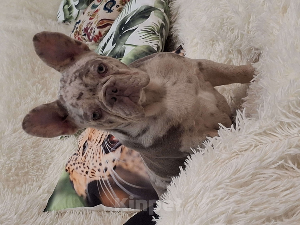 Собаки в Майкопе: Продаю чудесного щенка Девочка, Бесплатно - фото 1