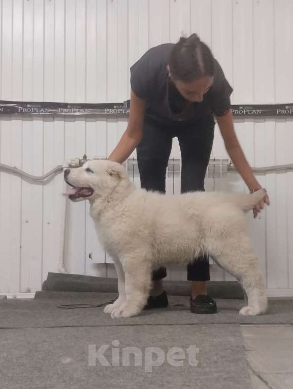 Собаки в Пскове: Среднеазиатская овчарка щенки алабай Мальчик, 80 000 руб. - фото 1