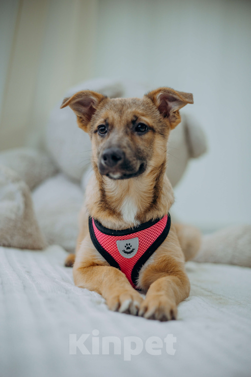 Собаки в Москве: Щенок бесплатно в добрые руки Девочка, Бесплатно - фото 6