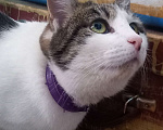 Кошки в Санкт-Петербурге: Фрося Девочка, 500 руб. - фото 3