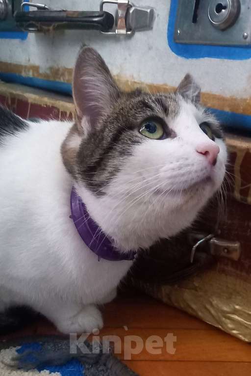 Кошки в Санкт-Петербурге: Фрося Девочка, 500 руб. - фото 3