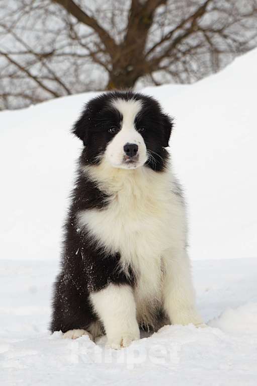 Собаки в других городах Владимирской области: щенок австралийской овчарки. Мальчик, 60 000 руб. - фото 1