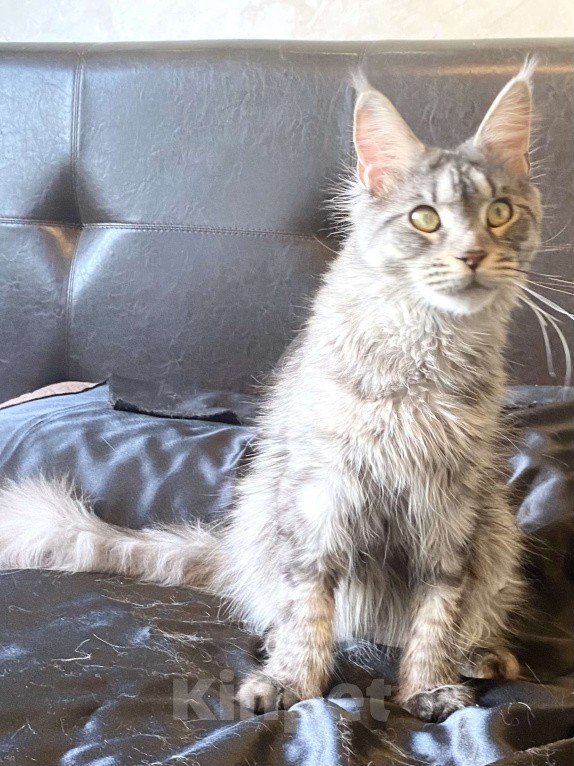 Кошки в Санкт-Петербурге: Молодая кошечка Мейн кун Девочка, 20 000 руб. - фото 3