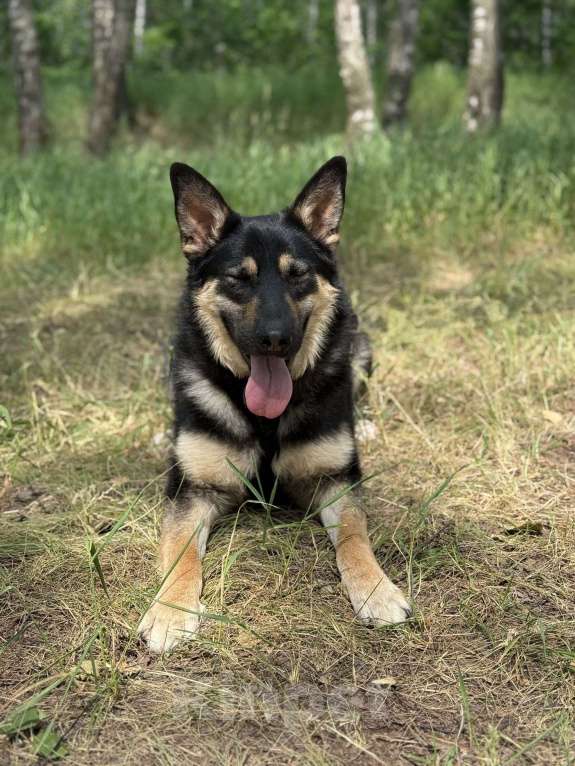 Собаки в Москве: Перчик молодой овчар Мальчик, Бесплатно - фото 10