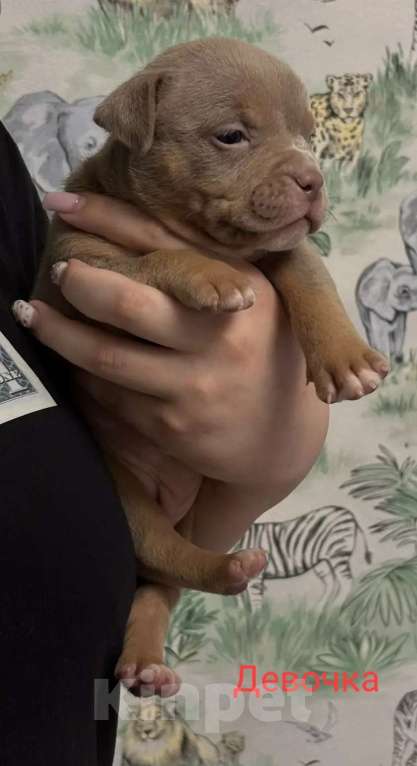 Собаки в Москве: Щенки американского булли в типе покет Разнополые, 70 000 руб. - фото 3