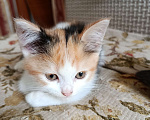 Кошки в Москве: Котёнок в добрые руки Девочка, Бесплатно - фото 2